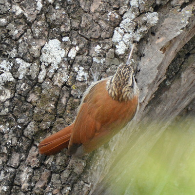 White-throated Woodcreeper (2)